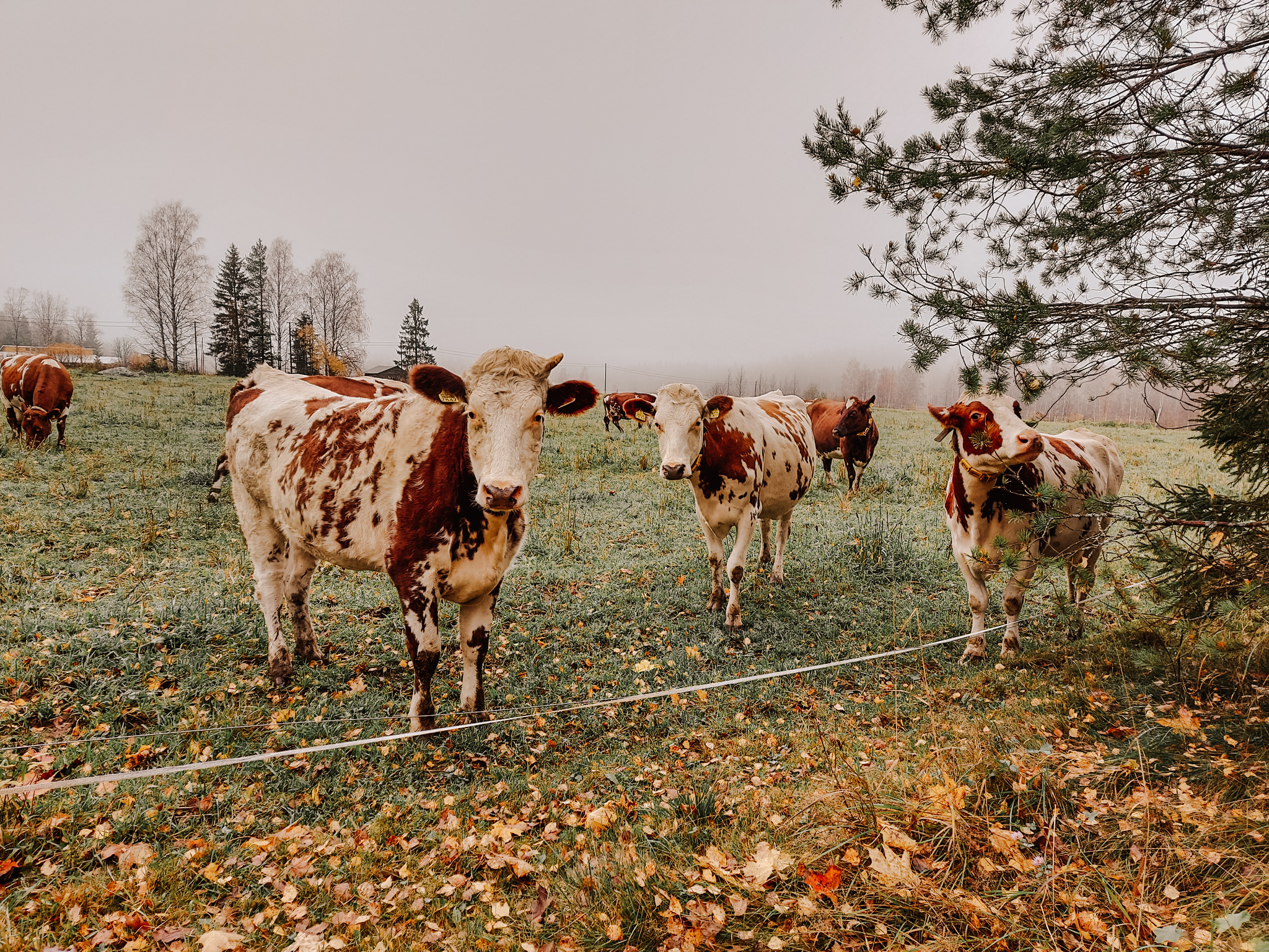 lehmät laitumella syksyllä